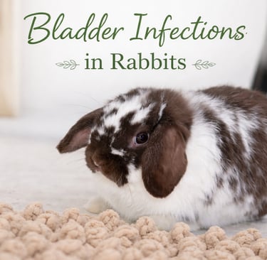 Hot Cross Buns' Loofah listens carefully about bldder infections in rabbits