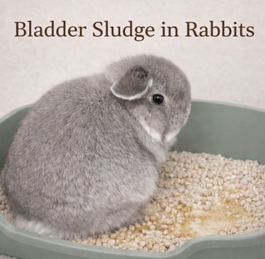 Hot Cross Buns' Chummy listening to details about bladder sludge in rabbits