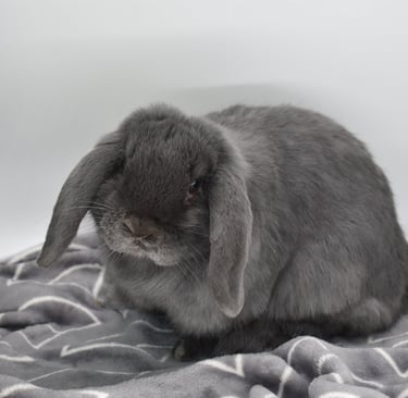 Hot Cross Buns' Boggle - blue Holland Lop baby pet doe on white background