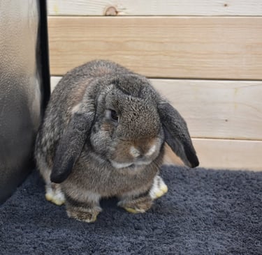 Hot Cross Buns' Cabana - junior chestnut pet doe