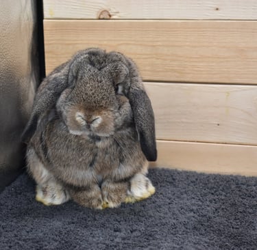 Hot Cross Buns' Cabana - chestnut Holland Lop junior doe on black background