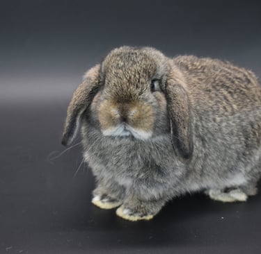 Hot Cross Buns' Cabana - chestnut Holland Lop baby doe on black background