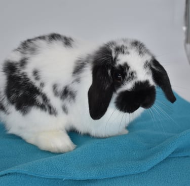 Hot Cross Buns' Cheerio - broken black Holland Lop doe placed as an ESA