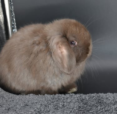 Hot Cross Buns' Ivy  - chocolate Holland Lop baby doe on black background
