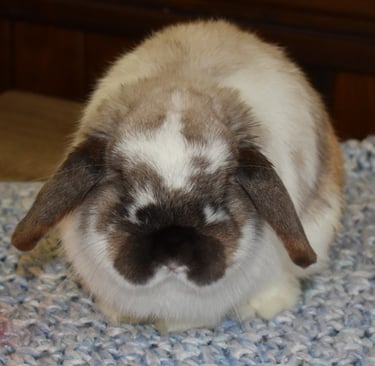 Hot Cross Buns' Coconut Cream - broken sable point buck Holland Lop