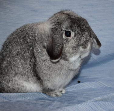 Country Road - beloved Hot Cross Buns indoor buck