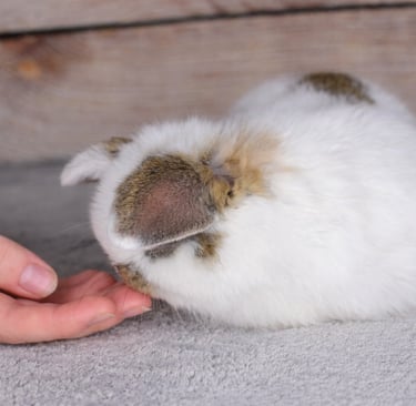 Hot Cross Bun sniffing my daughter's hand