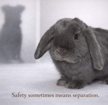 Hot Cross Buns Whippersnapper on alert due to a dog nearby