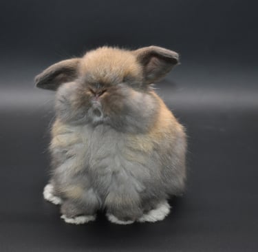 Hot Cross Buns' Driftwood - tort fuzzy Holland Lop pet baby on black background