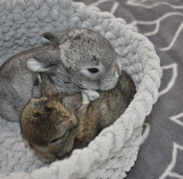 Hot Cross Buns' Beanie and Toboggan - buck and doe siblings