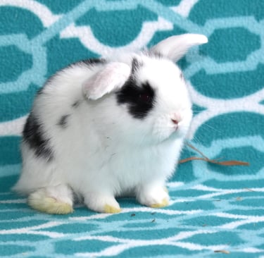 Hot Cross Buns' broken black baby with long strand of hay