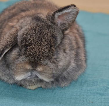 Hot Cross Buns' Toboggan - The Real Cost of Owning a Pet Rabbit blog post
