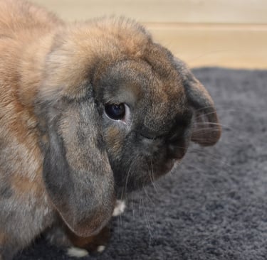 Hot Cross Buns Holland Lops - Sullivan - neutered pet black tort buck