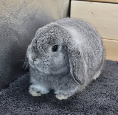 Hot Cross Buns' Beanie - available Holland Lop chinchilla doe awaiting an amazing family