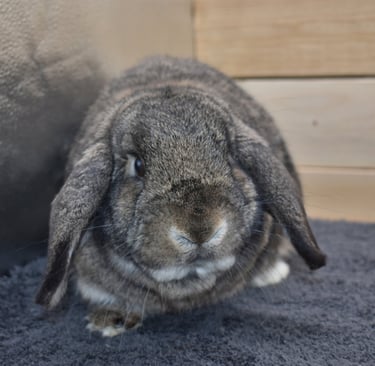 Hot Cross Buns' Oona - spayed chestnut doe