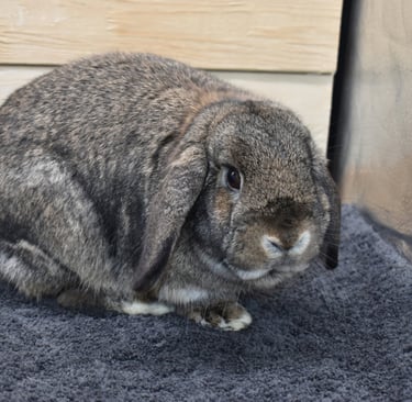 Hot Cross Buns' Oona