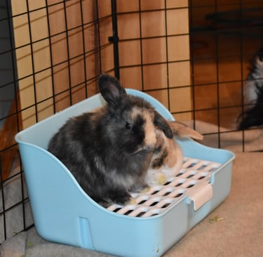 Baby Holland Lops at Hot Cross Buns in Oberlin, OH, sitting on blue and white litter box