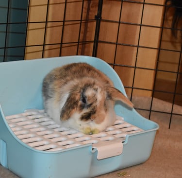 Tricolor Holland Lop baby resting on blue and white litter box with grate