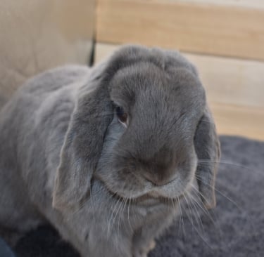 Hot Cross Buns Holland Lops - Gumption looking serious