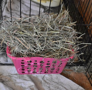 Timothy hay piled generously in a rabbit hay feeder inside an indoor enclosure at Hot Cross Buns 
