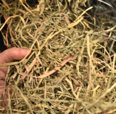 Close up of long strand first cutting orchard hay showing coarse stems and leaf content during feedi