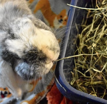 Hot Cross Buns' Francesca - Holland Lop rabbit eating long strand timothy hay from feeder