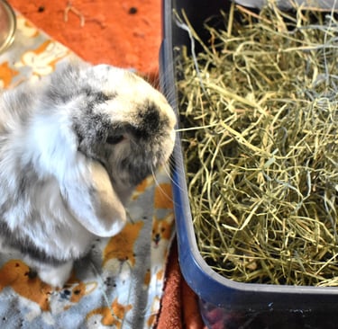 Hot Cross Buns' Francesca nibbling hay from her litter box