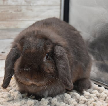 Hot Cross Buns' Ivy  - chocolate Holland Lop spayed doe