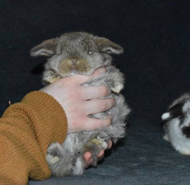 Hot Cross Buns' chestnut baby rabbit being lifted