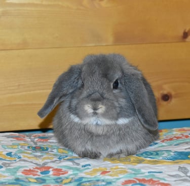Hot Cross Buns' Meadowlark "Lark" opal baby buck