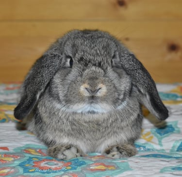 Hot Cross Buns' Wren - sweet baby chestnut doe