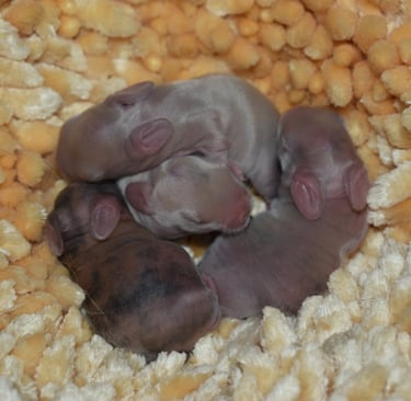 A very young litter of Holland Lop kits at Hot Cross Buns