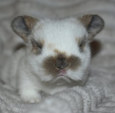 Hot Cross Buns baby - broken black tort