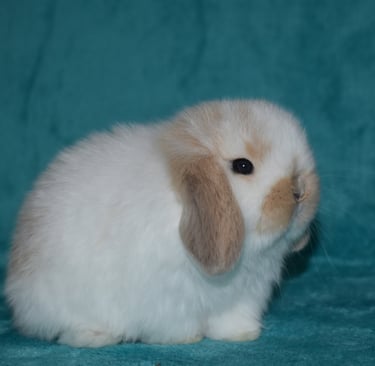 Hot Cross Buns baby, ready to be loved and respected as a family pet