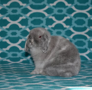 Hot Cross Buns' Cranberry - solid magpie Holland Lop doe on teal and white background