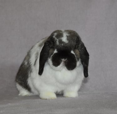 Hot Cross Buns - Our beloved Sweet Tart