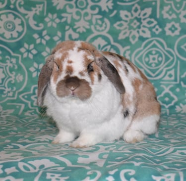 Tricolor Hot Cross Buns telling people that bunnies do NOT smell bad