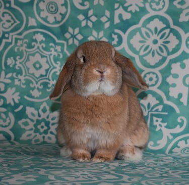 Hot Cross Buns' Strudel - solid orange Holland Lop buck on teal and white background