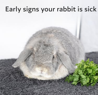 Hot Cross Buns' Nora ignoring a pile of fresh parsley
