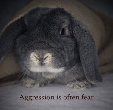Holland Lop in a fear-based defensive position 