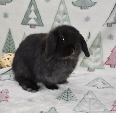 Hot Cross Buns' Figgy Pudding on Christmas tree background
