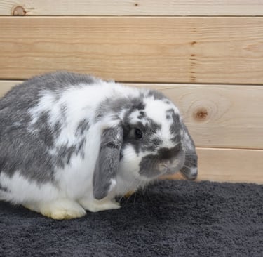 Hot Cross Buns' Frisbee - broken opal Holland Lop junior buck