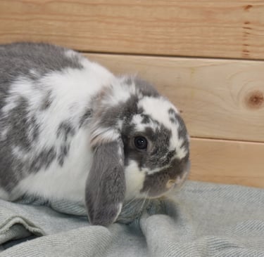 Hot Cross Buns' Kipling broken opal Holland Lop buck 