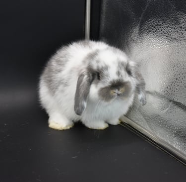 Hot Cross Buns' Frisbee - Baby Broken Opal Holland Lop buck on black background