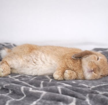 Fruit Loop flopped after reading the Hot Cross Buns blog post about flopping