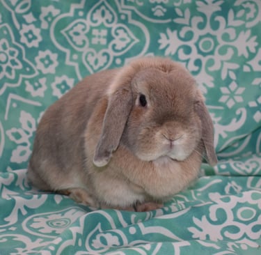Genevieve at Hot Cross Buns: solid cream Holland Lop does on teal and white background