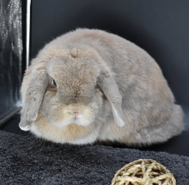 Hooks' Genevieve - solid cream spayed Holland Lop doe placed as a pet Bun