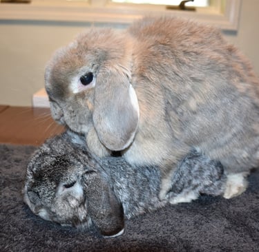 Cream colored Holland Lop (Genevieve) doe mounting chinchilla Holland Lop Buck (Country Road)