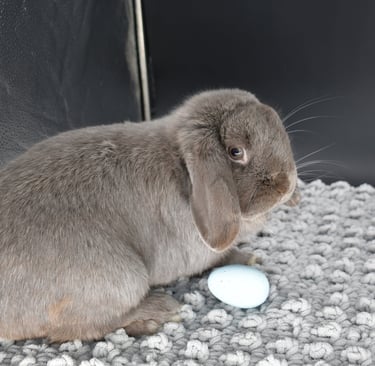 Gumption - neutered pet Holland Lop buck on black and grey background