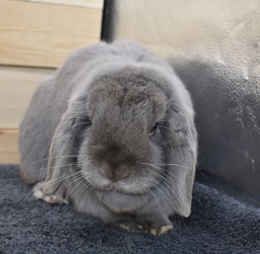 Gumption - lilac buck waiting to be matched with his forever family